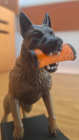 MINIATURA MALINOIS
